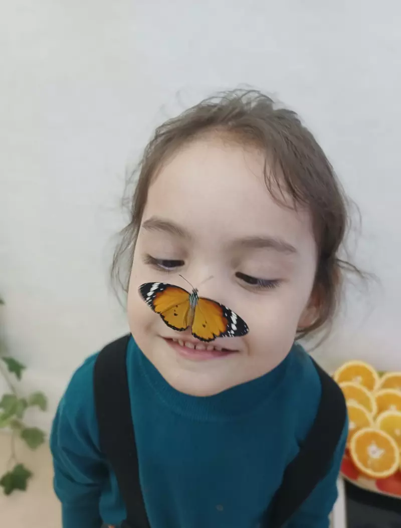 Бабочка