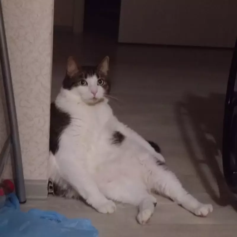 Оникс 3